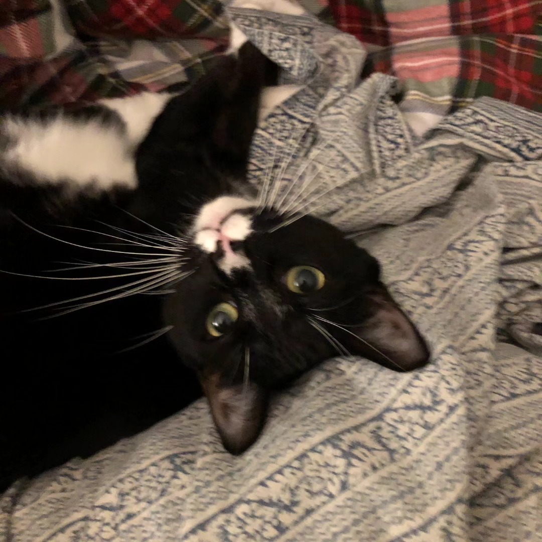 Black and white cat upside down on a bed