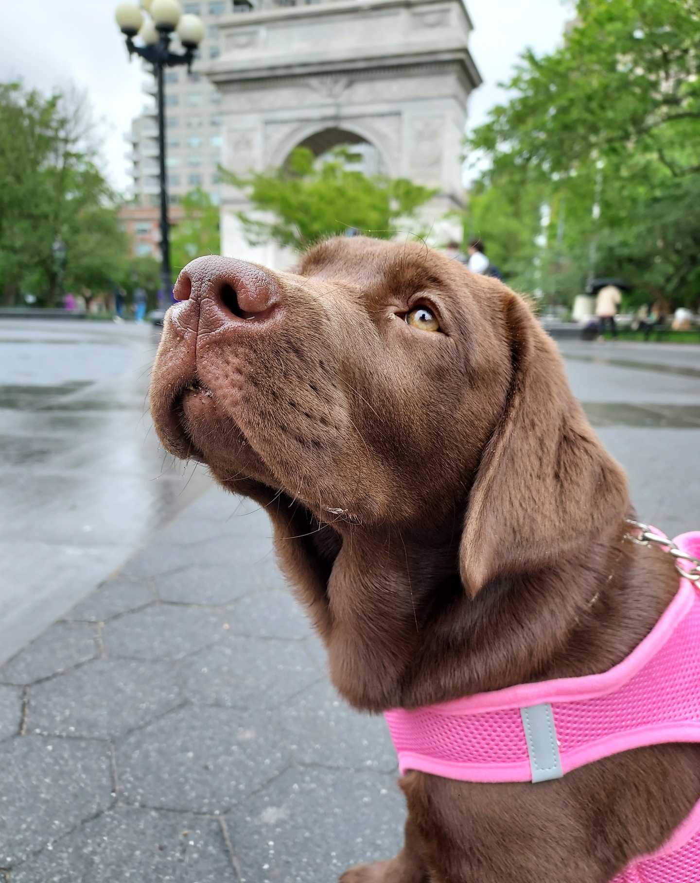Chocolate lab puppy at Washington Square Arch