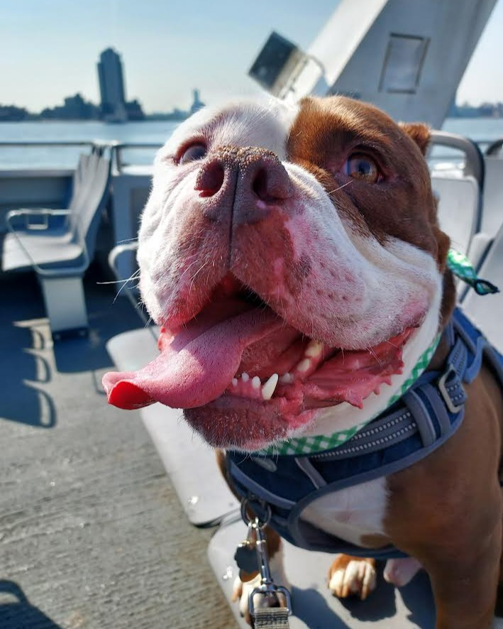 Bulldog on the NYC ferry