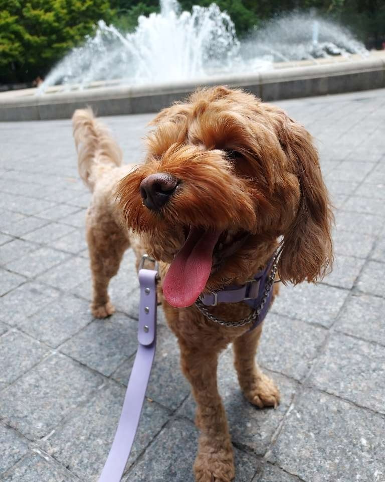 Red doodle at the fountain