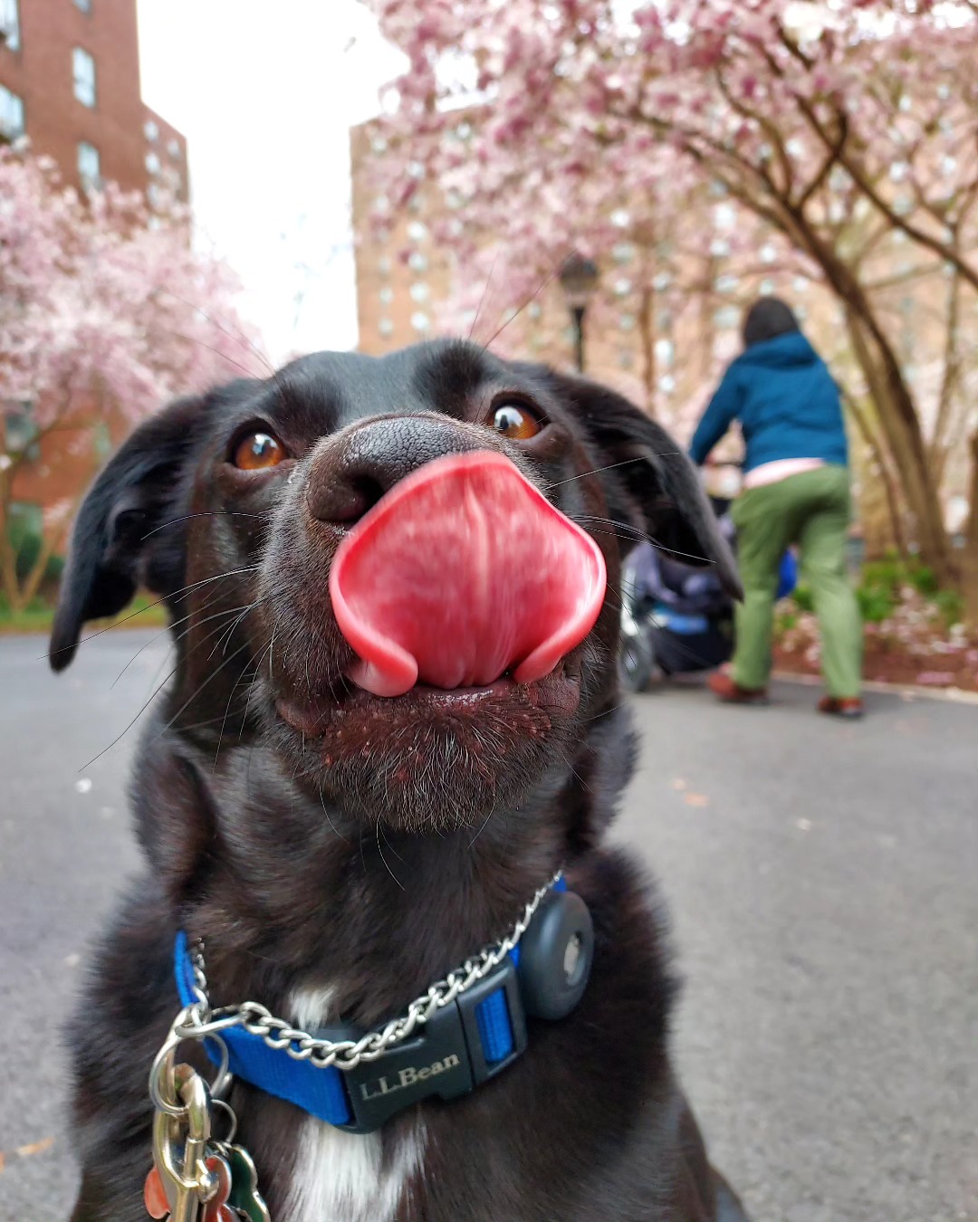 Black lab in Stuyvesant Town cherry blossoms