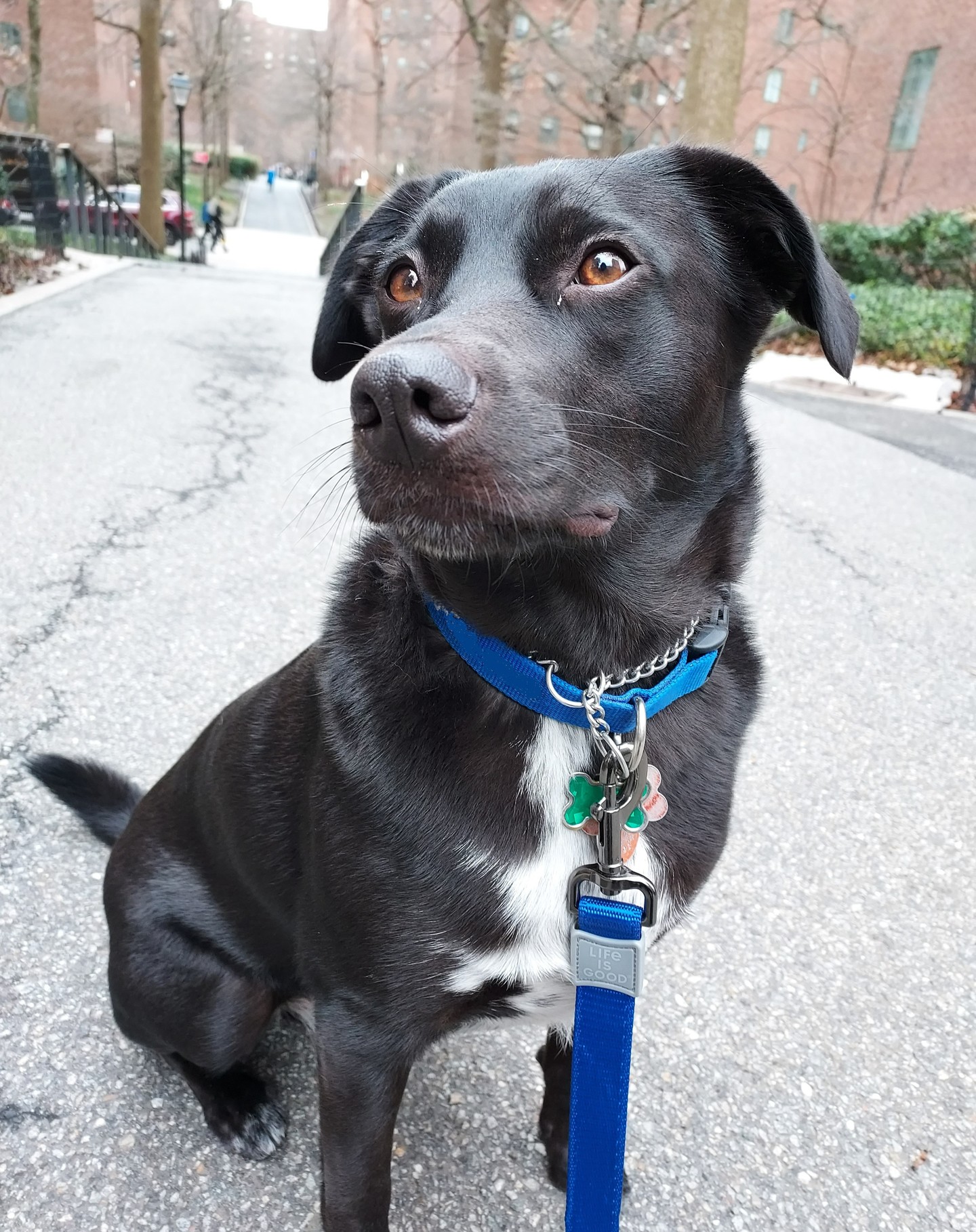 Dog on a Stuyvesant Town residential path lined with trees