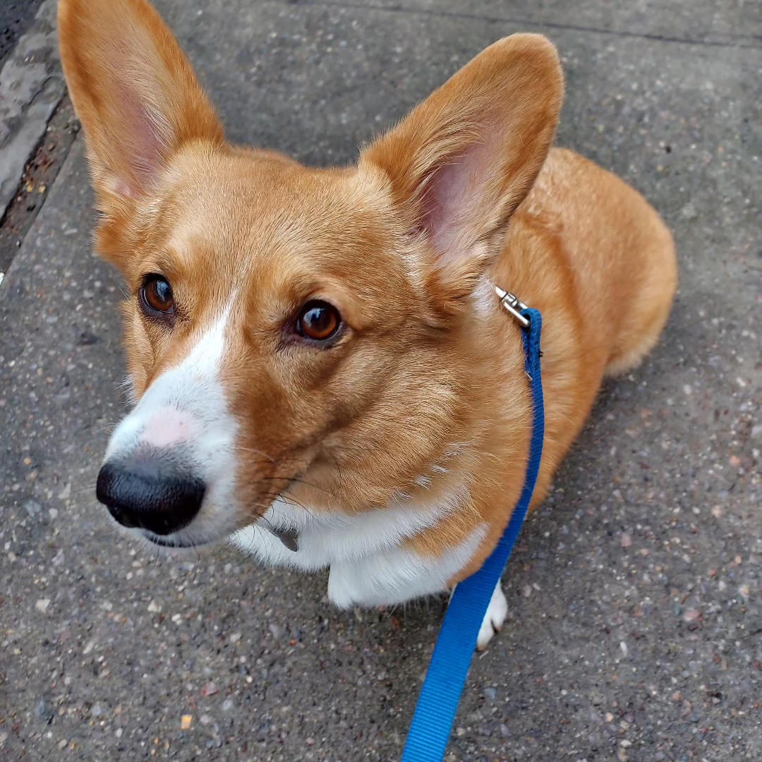 Corgi looking up on the sidewalk