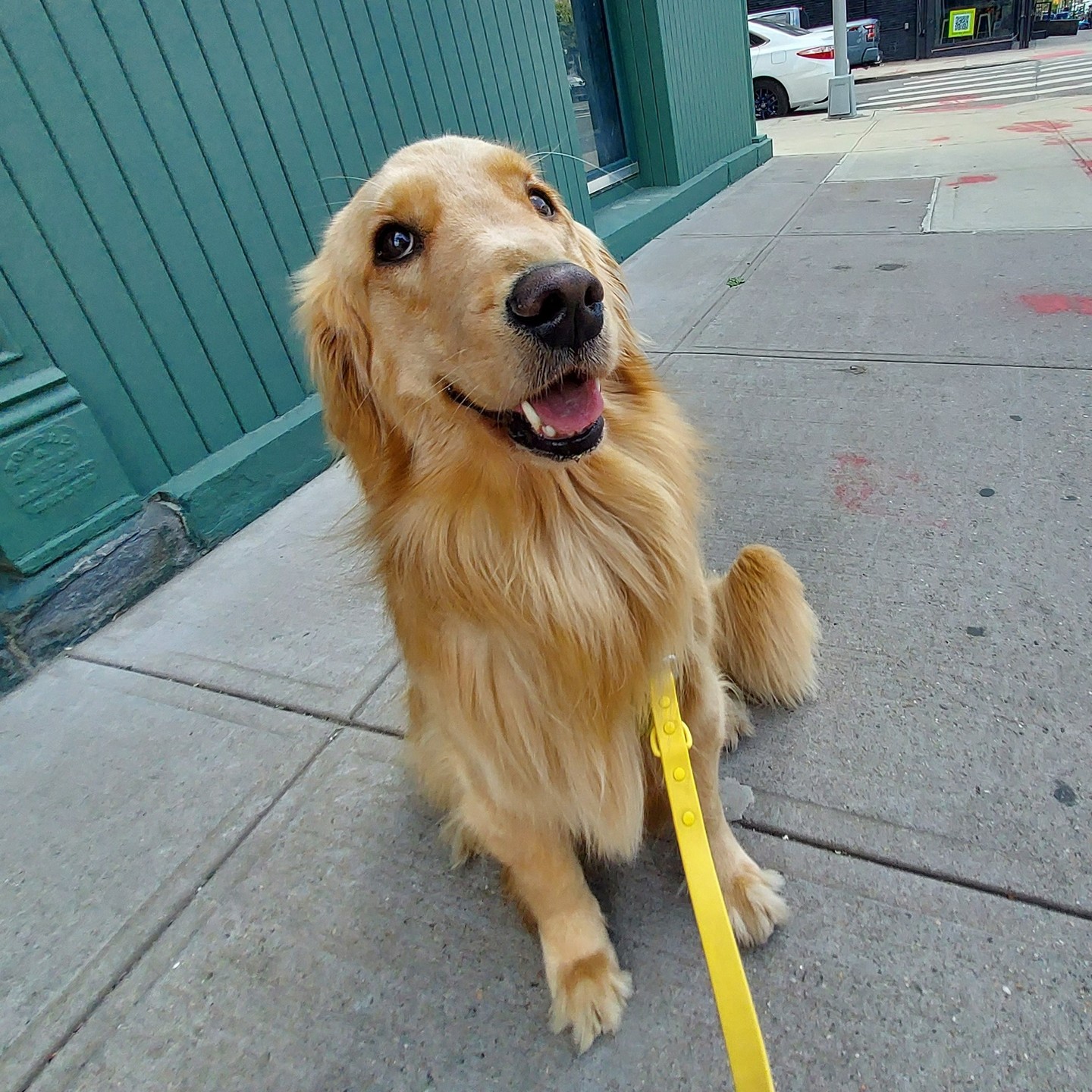 Golden retriever on a NYC sidewalk