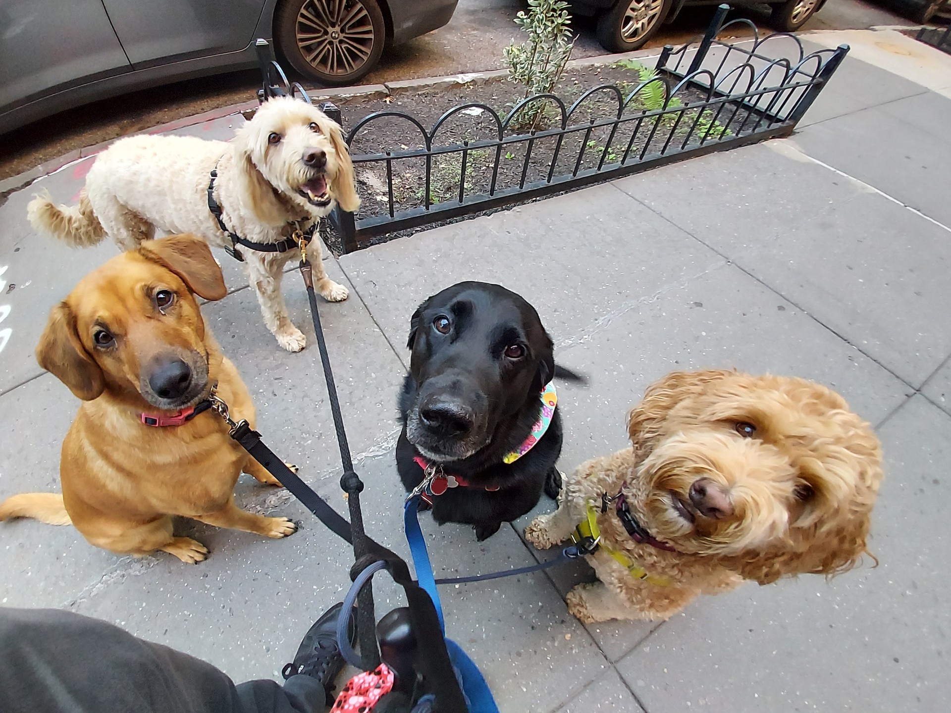 Four happy dogs on a group walk in New York City