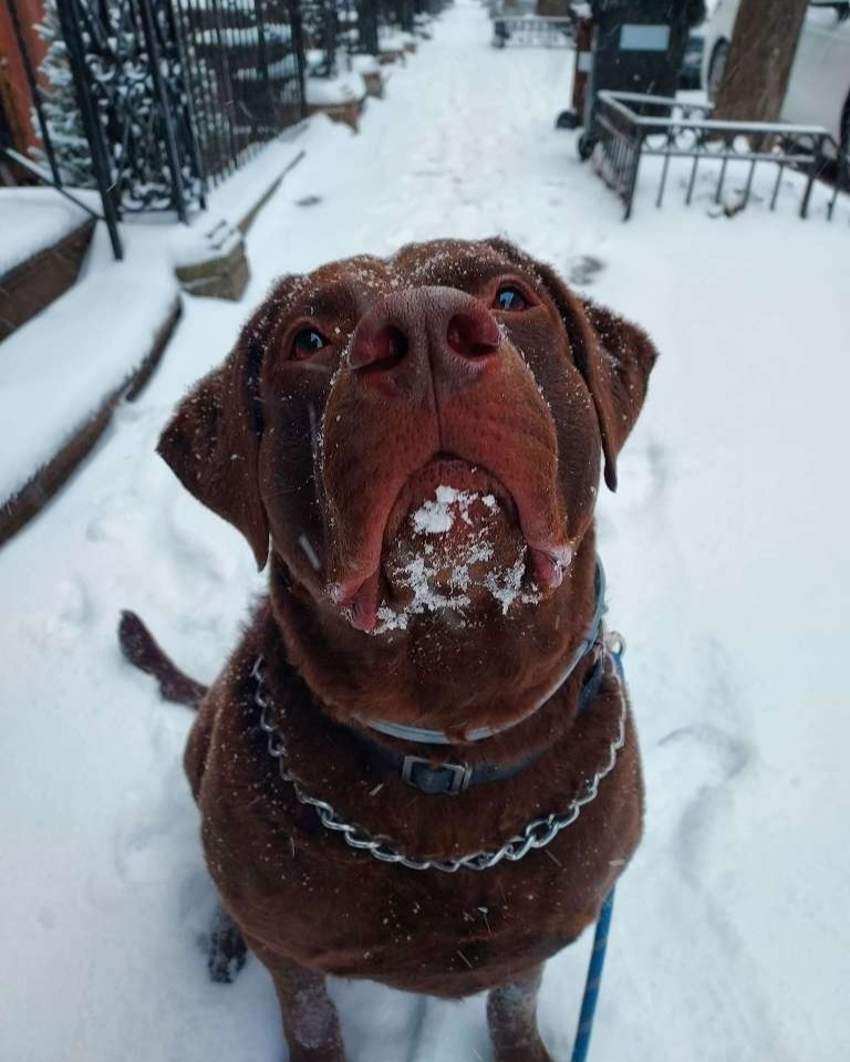 Chocolate lab in snowy NYC