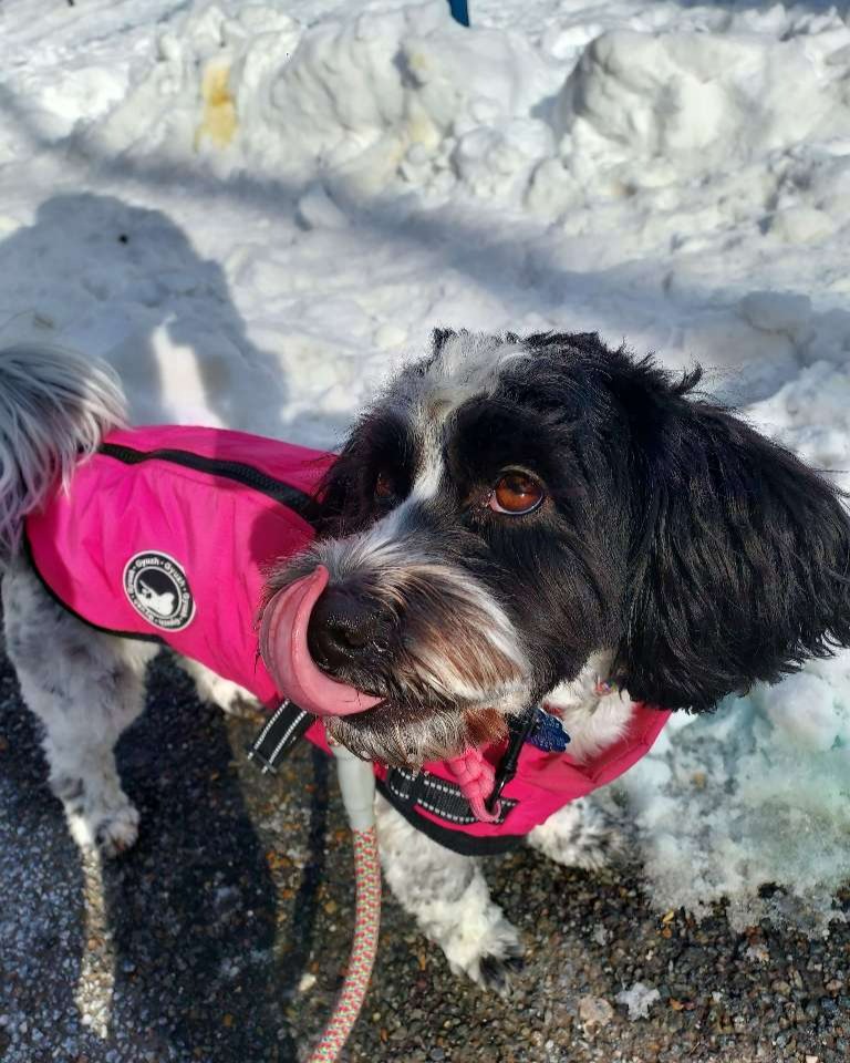 Springer spaniel in a pink winter coat