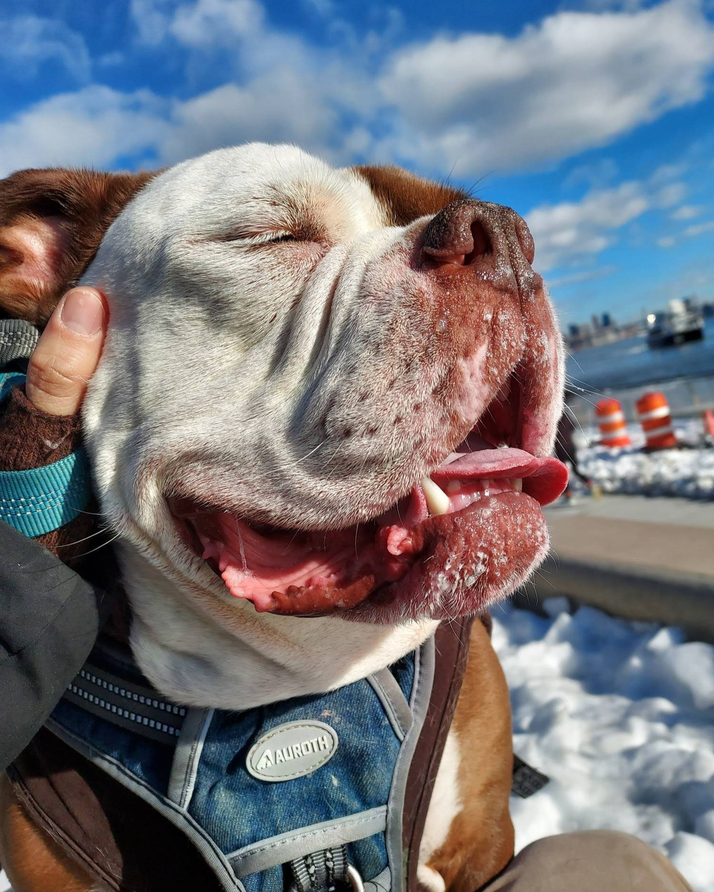 Bulldog at the winter waterfront