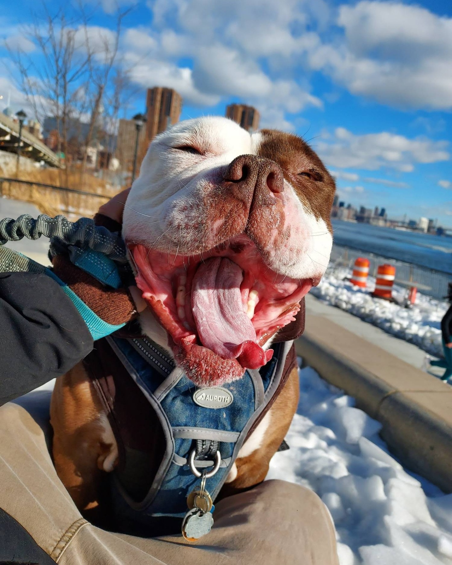 Bulldog with NYC skyline in winter